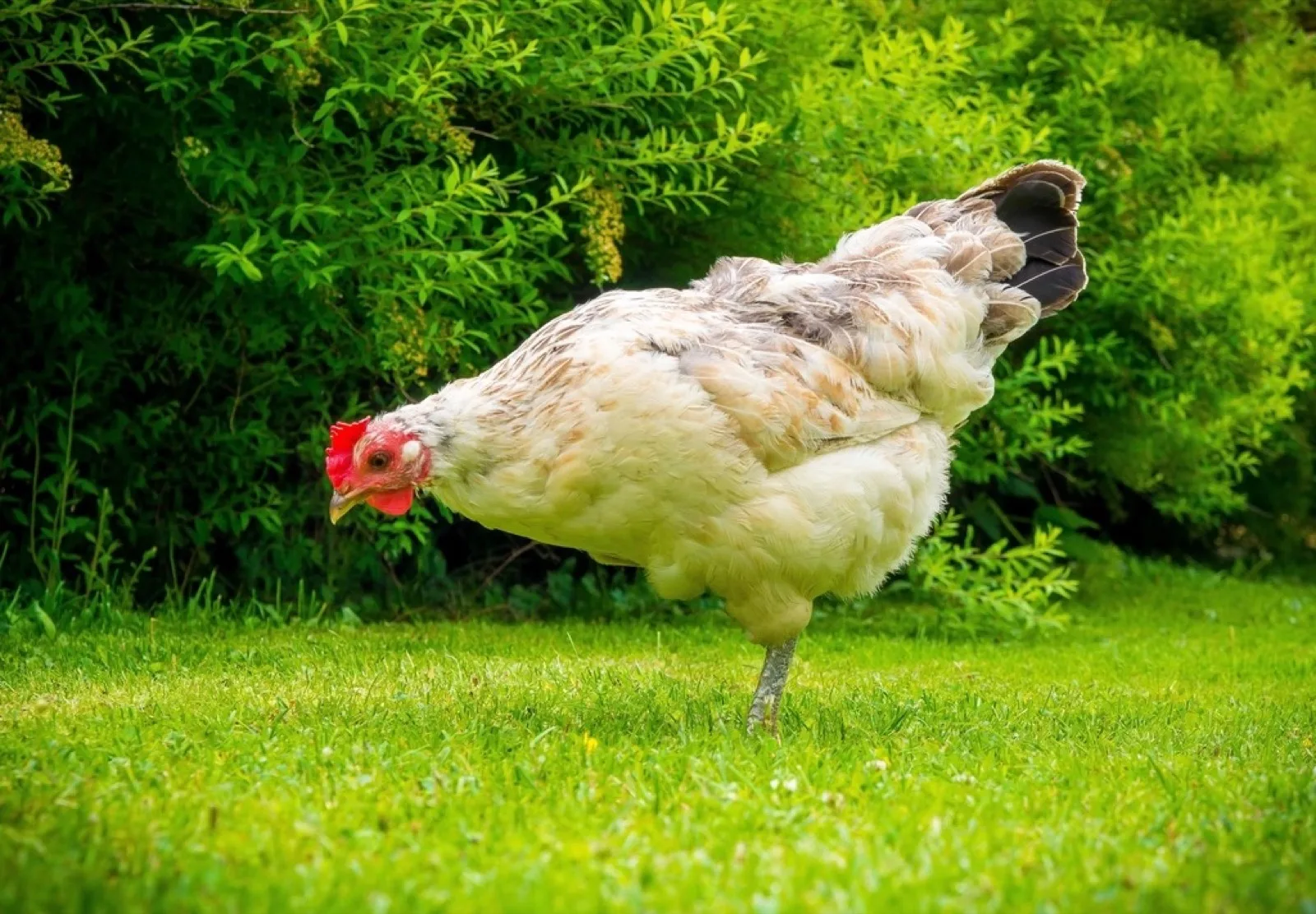 Une poule blanche picorant dans l'herbe