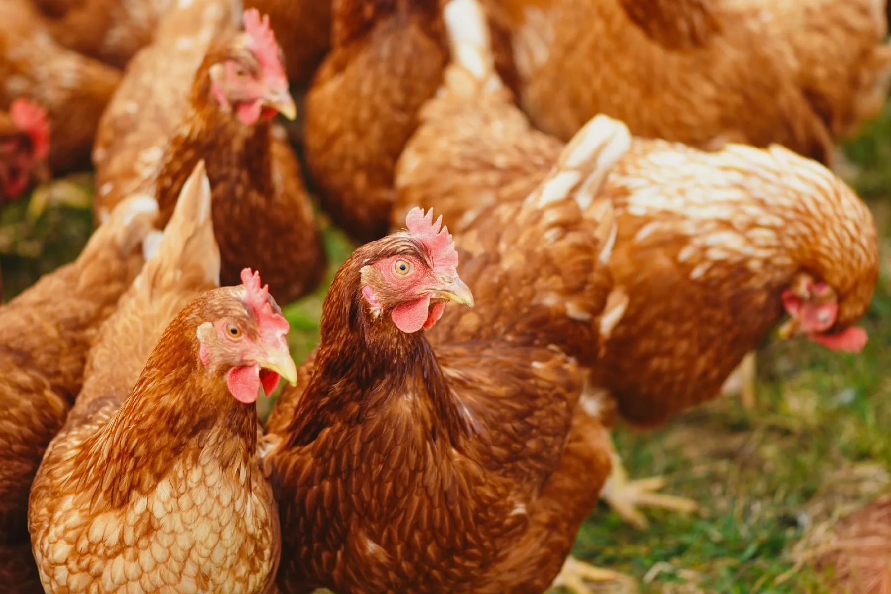 Un groupe de poules rousses en plein air